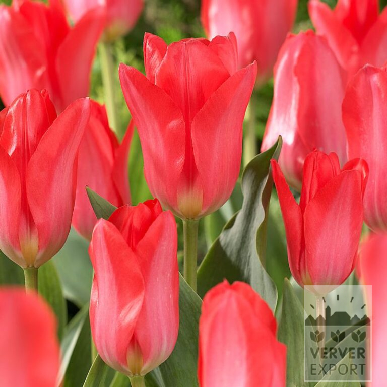 Tulpen 'Pink Emperor' (12807)