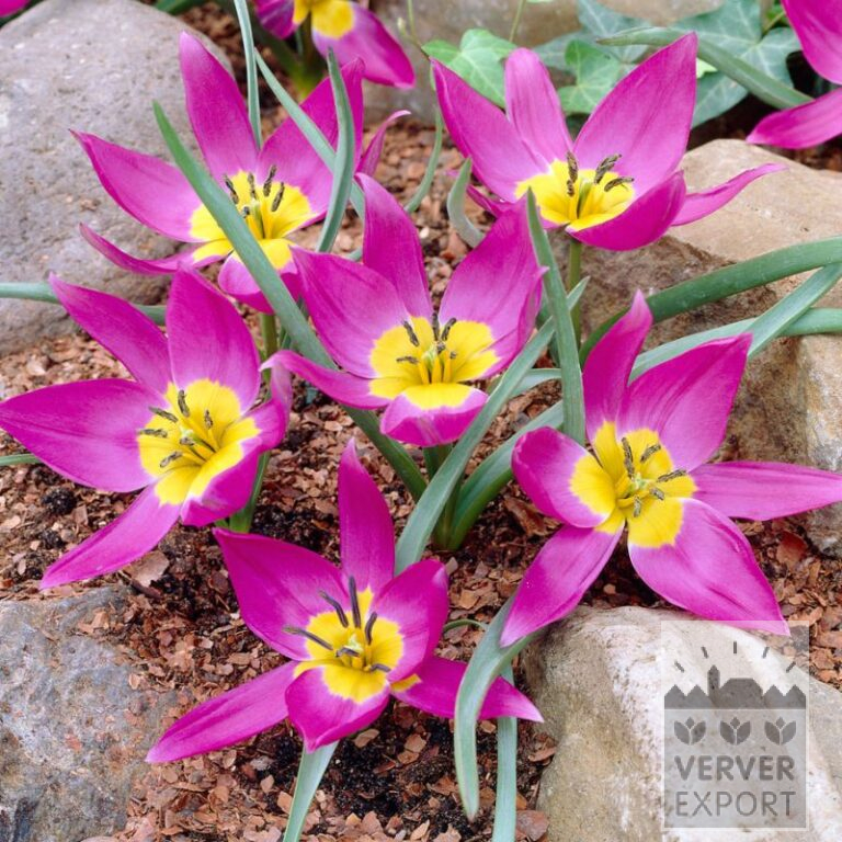 Tulpen humilis 'Eastern Star' (12808)