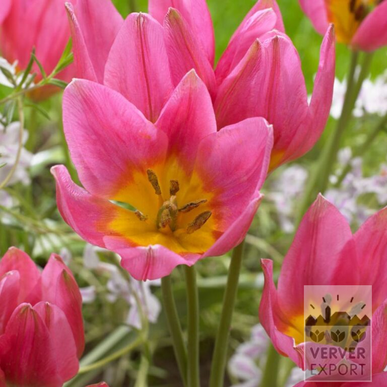 Tulpen clusiana 'Daniella' (12811)