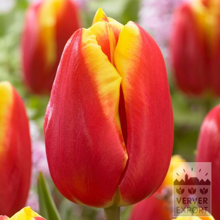 Tulpen 'Dow Jones' (12812)