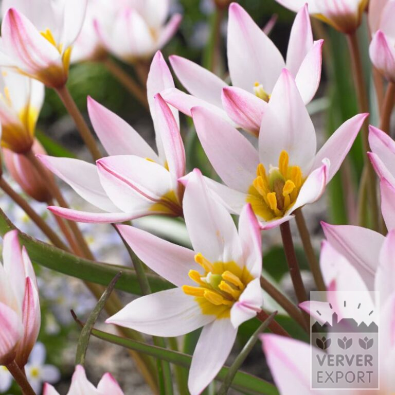 Tulpen clusiana 'Hilde' (12813)