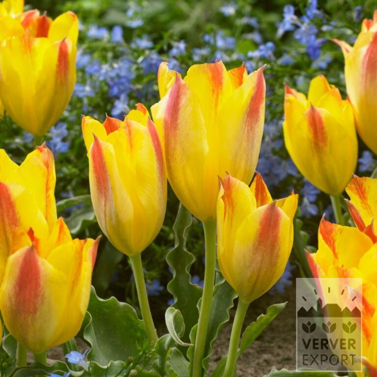 Tulpen clusiana 'Sara' (12815)