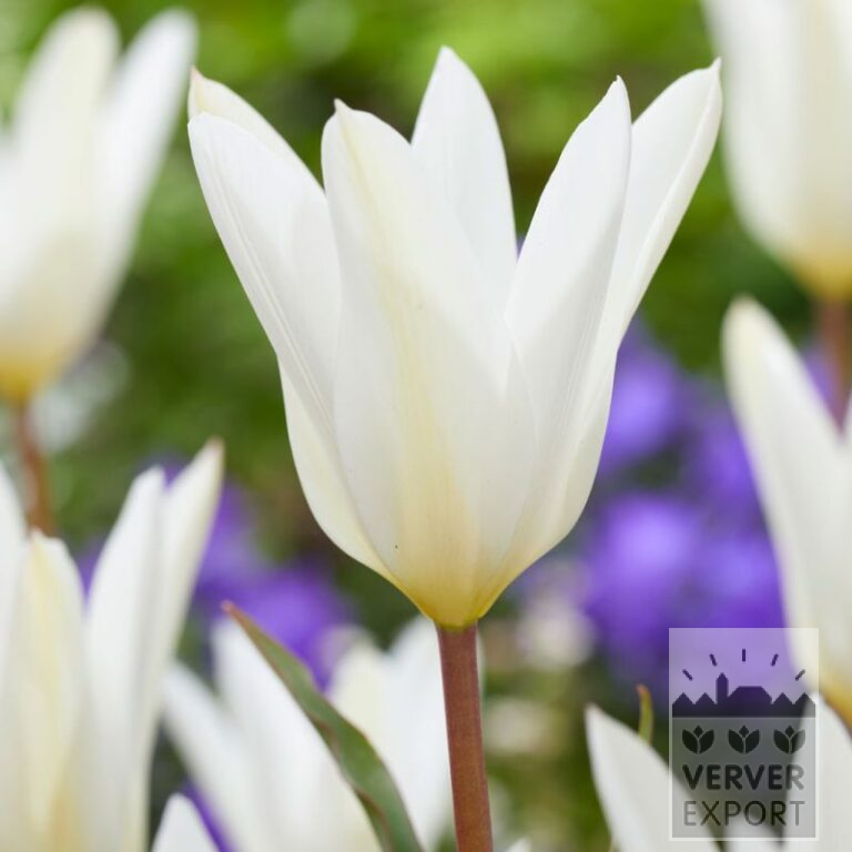 Tulpen clusiana 'Sylvia' (12816)