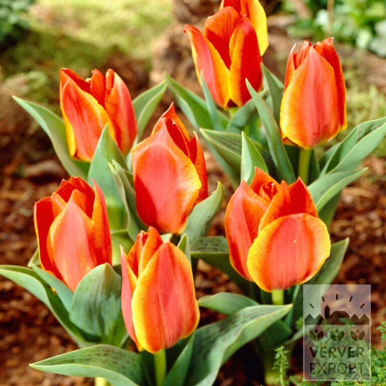 Tulpen 'Bonbini' (12817)