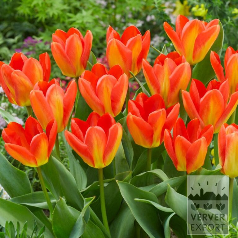 Tulpen 'Candela Festival' (12818)