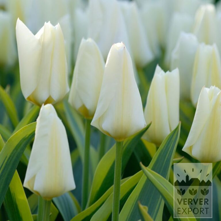 Tulpen 'Purissima Blonde' (12819)