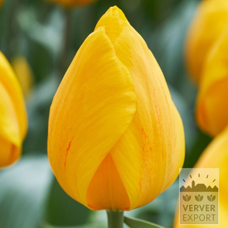 Tulpen 'Sunny Flair' (12820)