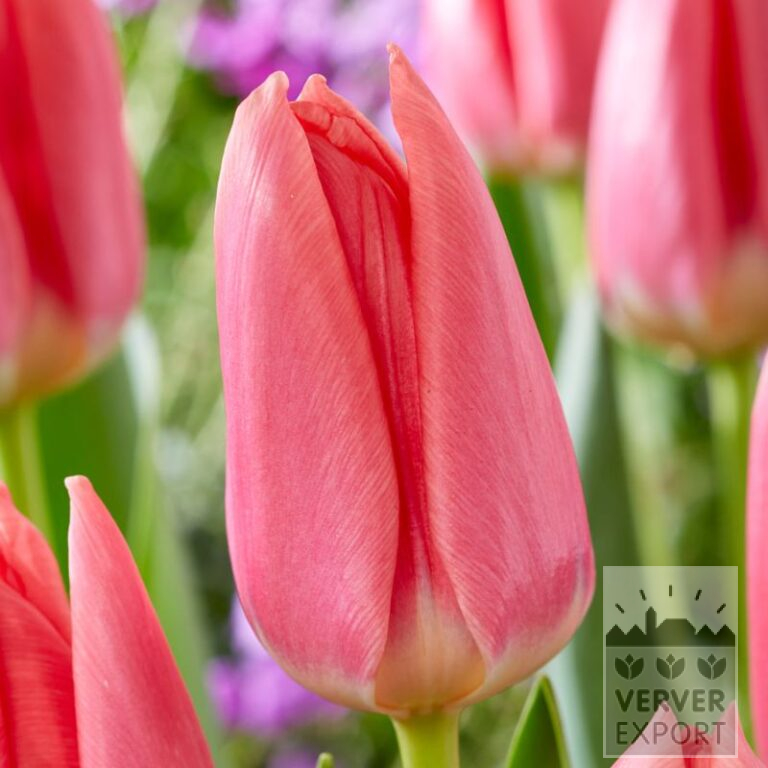 Tulpen 'Maskovri' (12821)