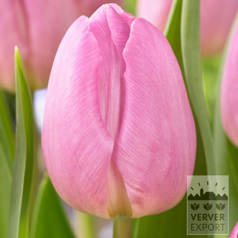 Tulpen 'Light Pink Prince' (12823)