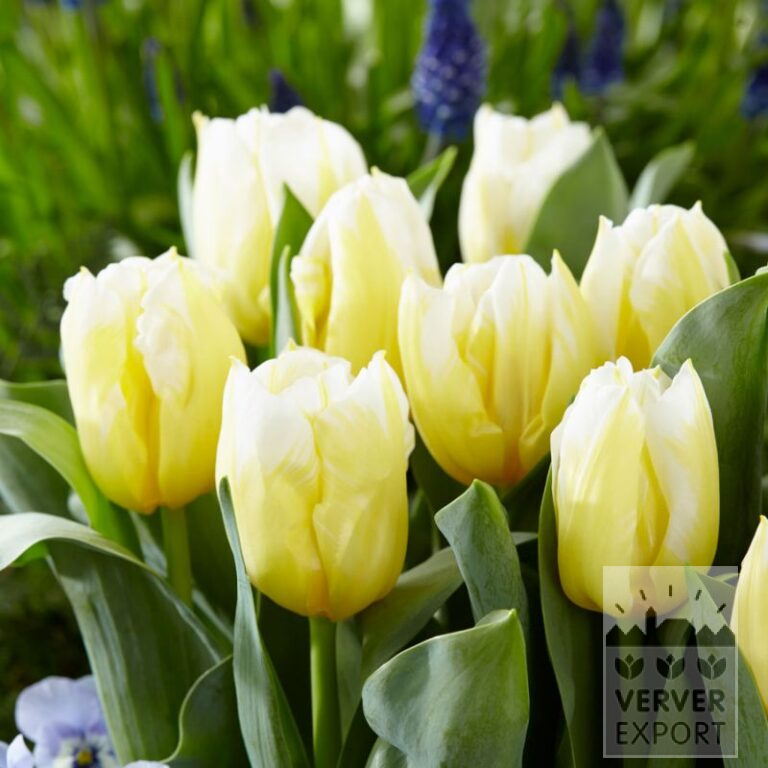 Tulpen 'Calgary Red' (12855)
