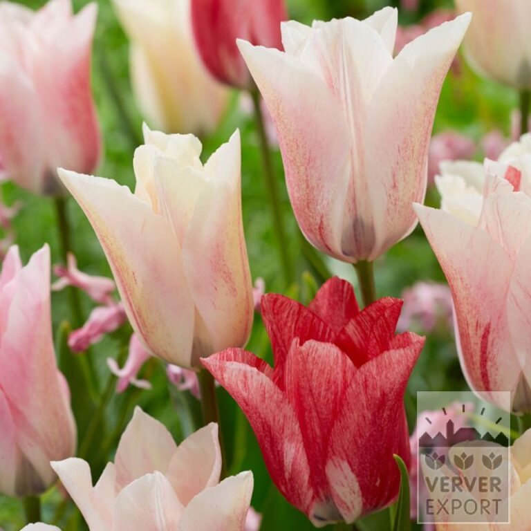 Tulpen 'Karate' (12827)