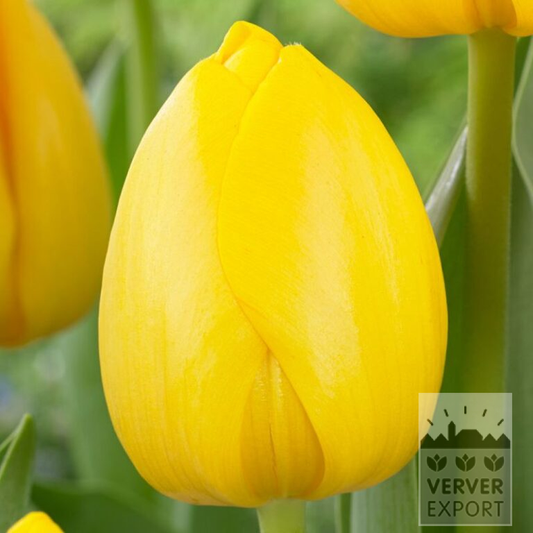 Tulpen 'Novi Sun' (12832)
