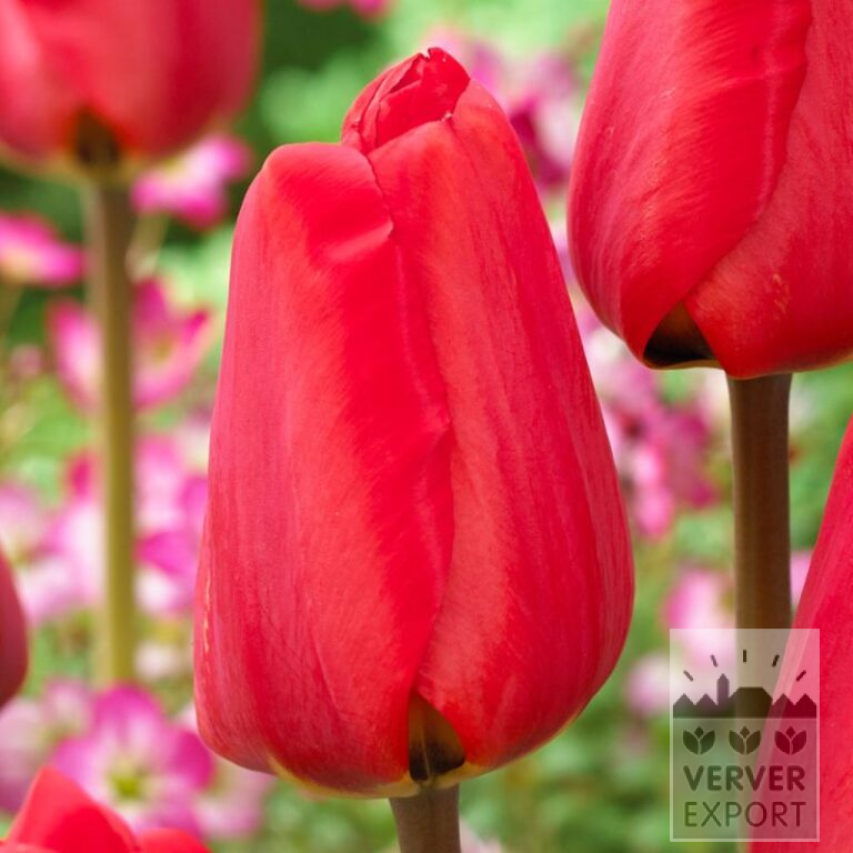 Tulpen 'Spot On' (12833)