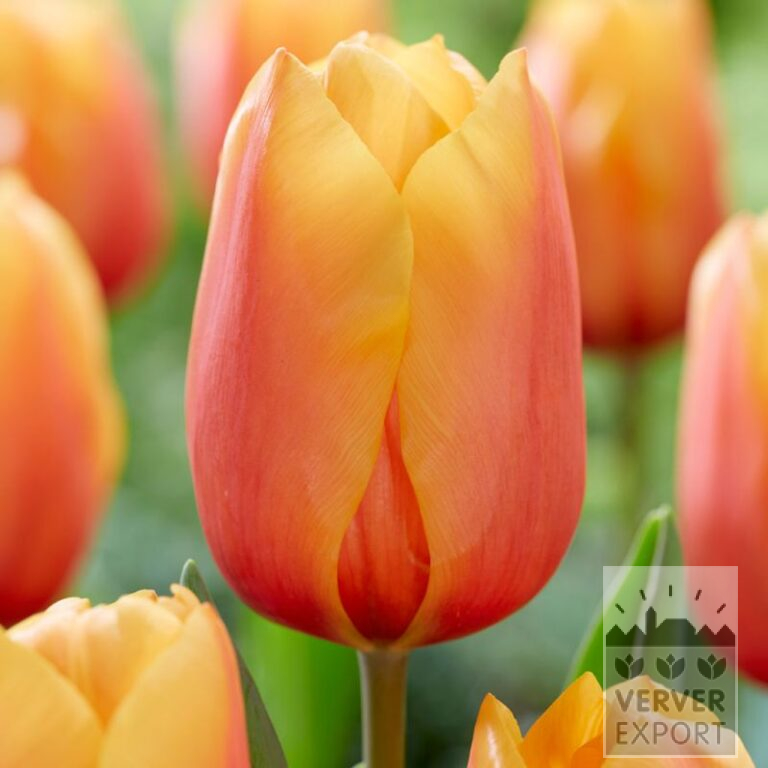 Tulpen 'Salmon Lalibela' (12834)