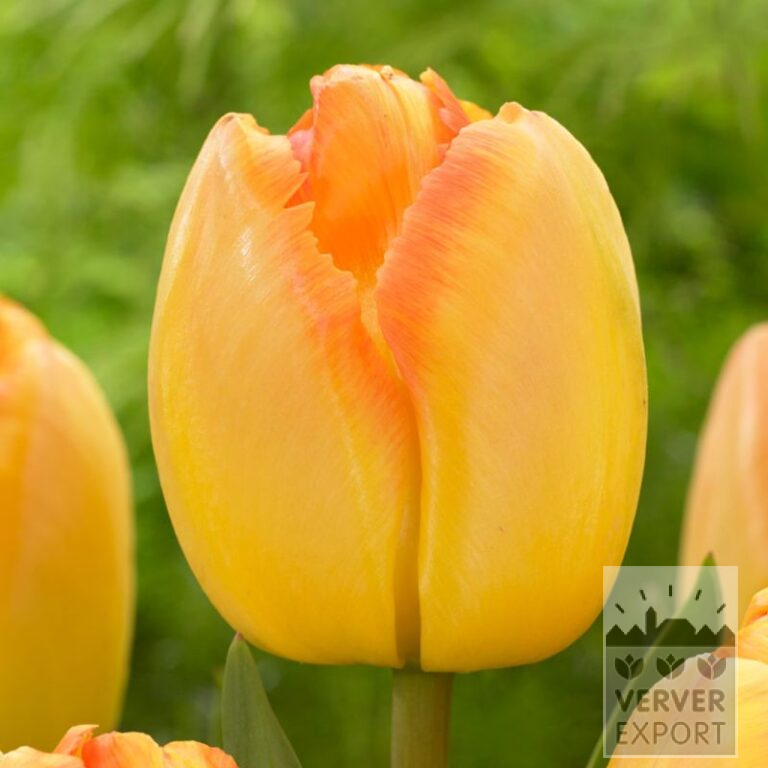 Tulpen 'Yellow Pride' (12835)