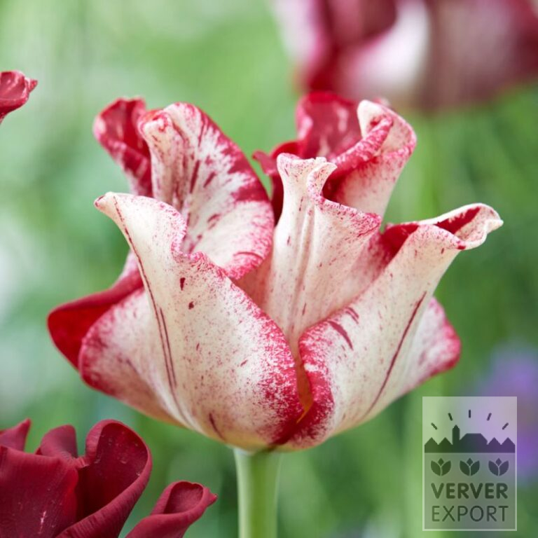 Tulpen 'Striped Crown' (12837)
