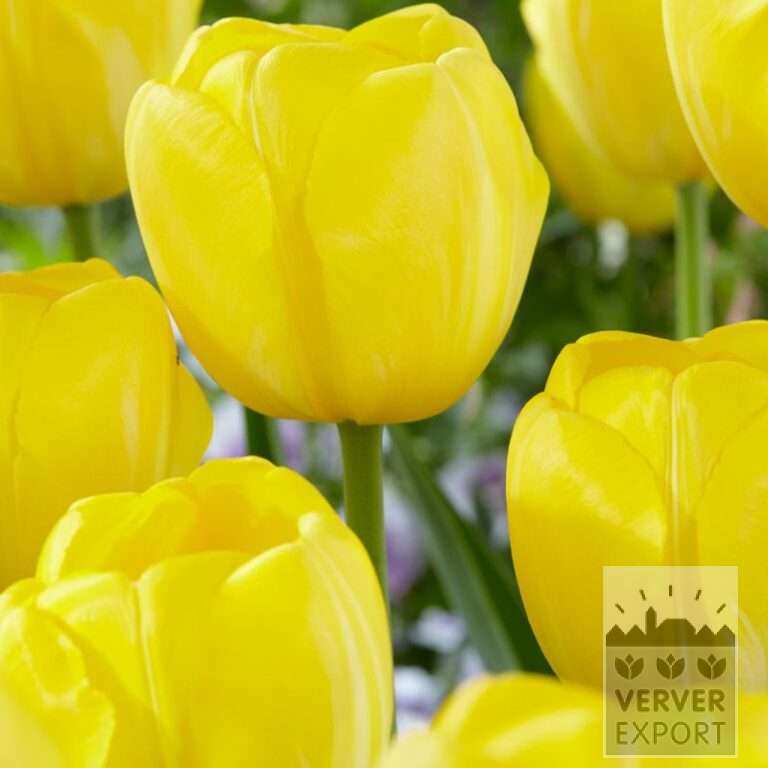 Tulpen 'Yellow Angel' (12838)