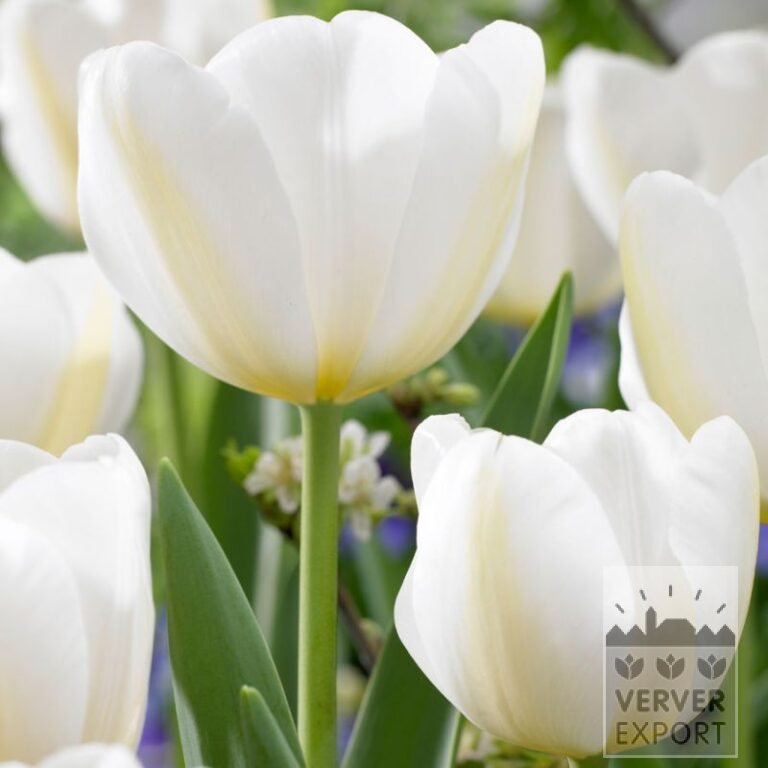 Tulpen 'Angels Wish' (12839)