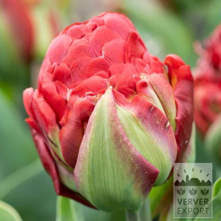 Tulpen 'Ice Cream Strawberry' (12840)