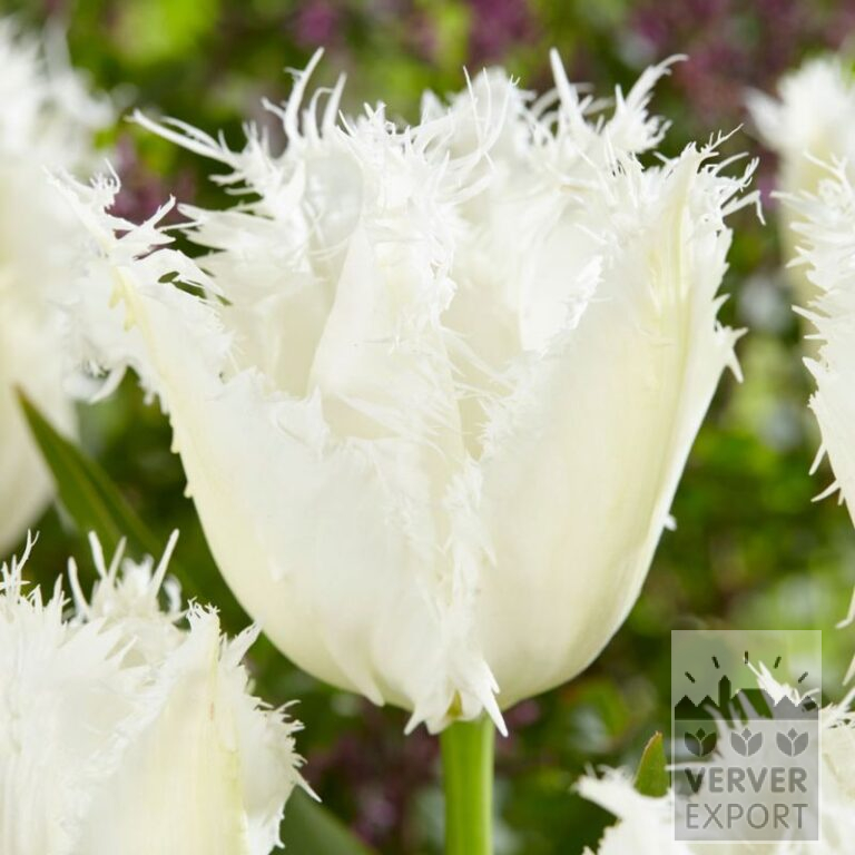 Tulpen 'Noordeinde' (12841)