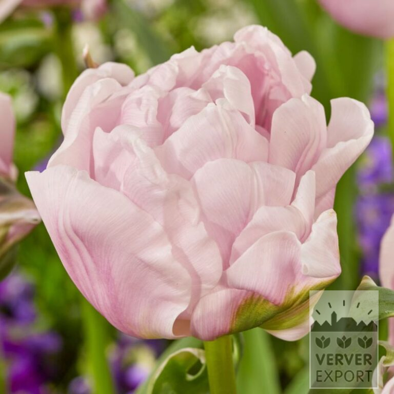 Tulpen 'Gabriella Double' (12843)