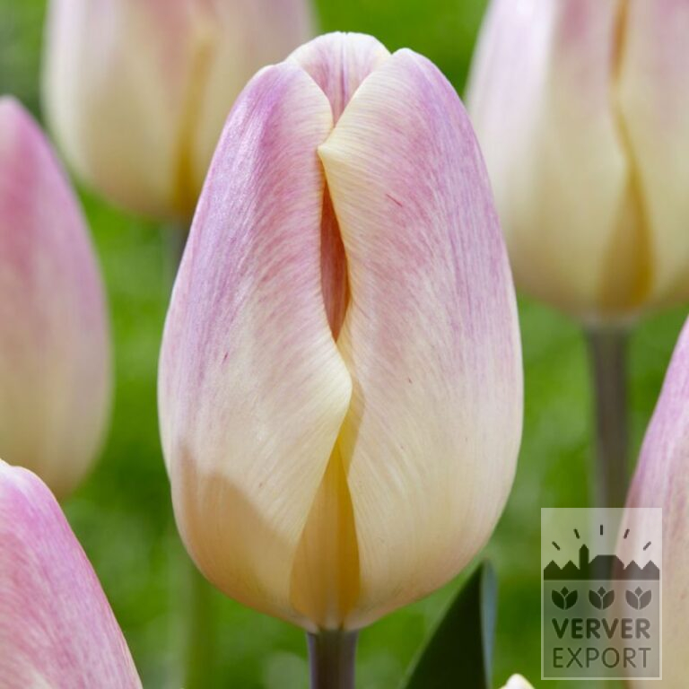 Tulpen 'Merci Cherie' (12845)