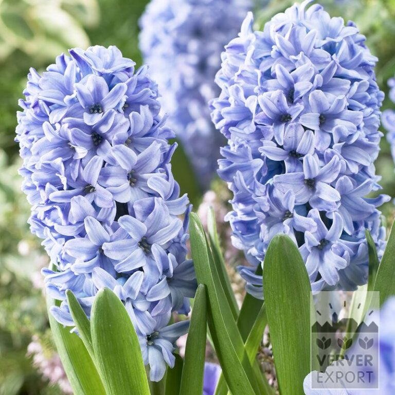 Hyacinten 'Delfts Blue' (13006)