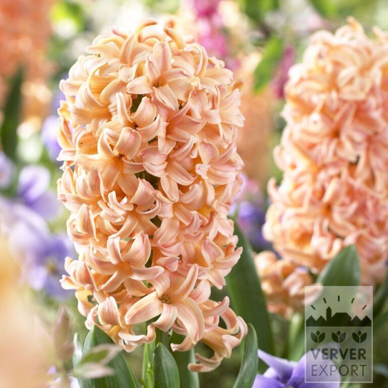Hyacinten 'Gipsy Queen' (13007)