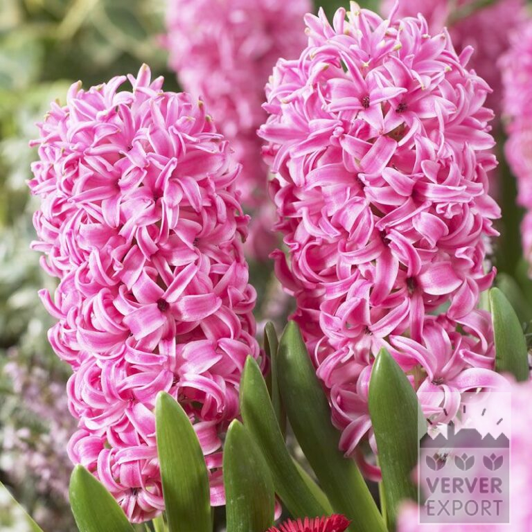Hyacinten 'Pink Pearl' (13010)