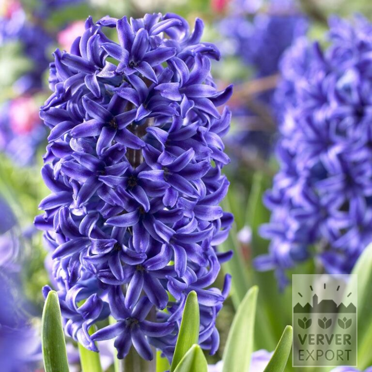 Hyacinten 'Blue Jacket' (13015)