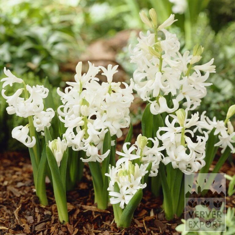 Hyacinten multiflora wit (13024)