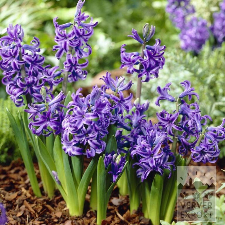 Hyacinten multiflora blauw (13025)