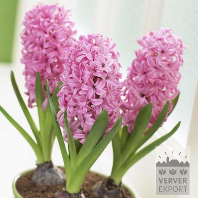 Hyacinten 'Pink Pearl' - geprepareerd (13031)