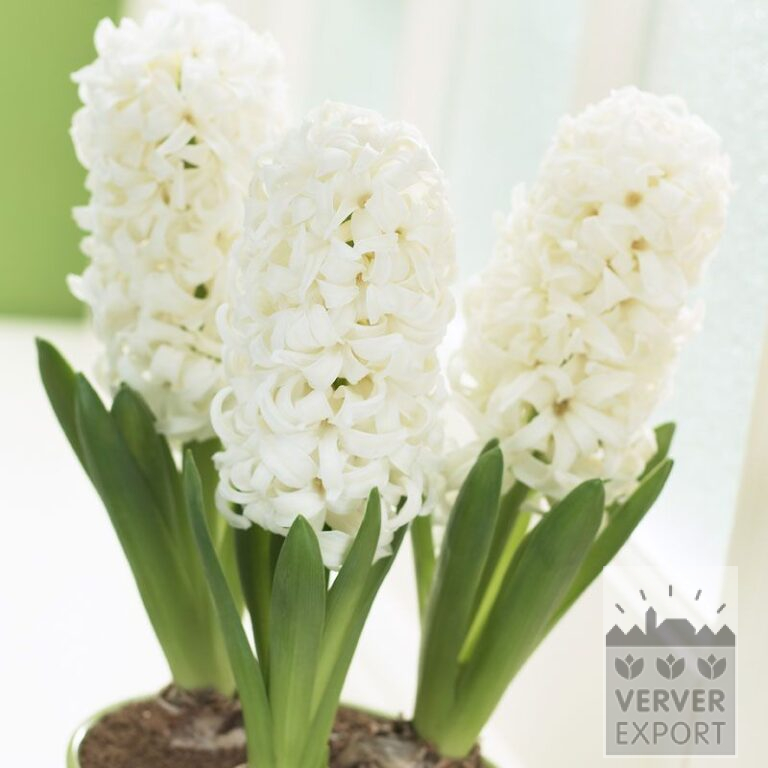 Hyacinten 'White Pearl' - geprepareerd (13032)