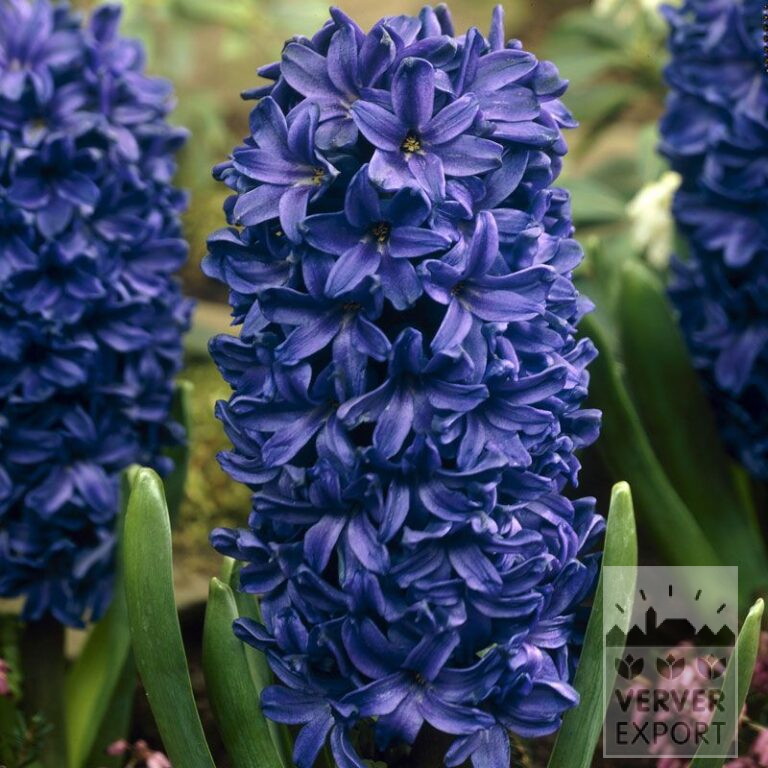 Hyacinten 'Peter Stuyvesant' (13042)