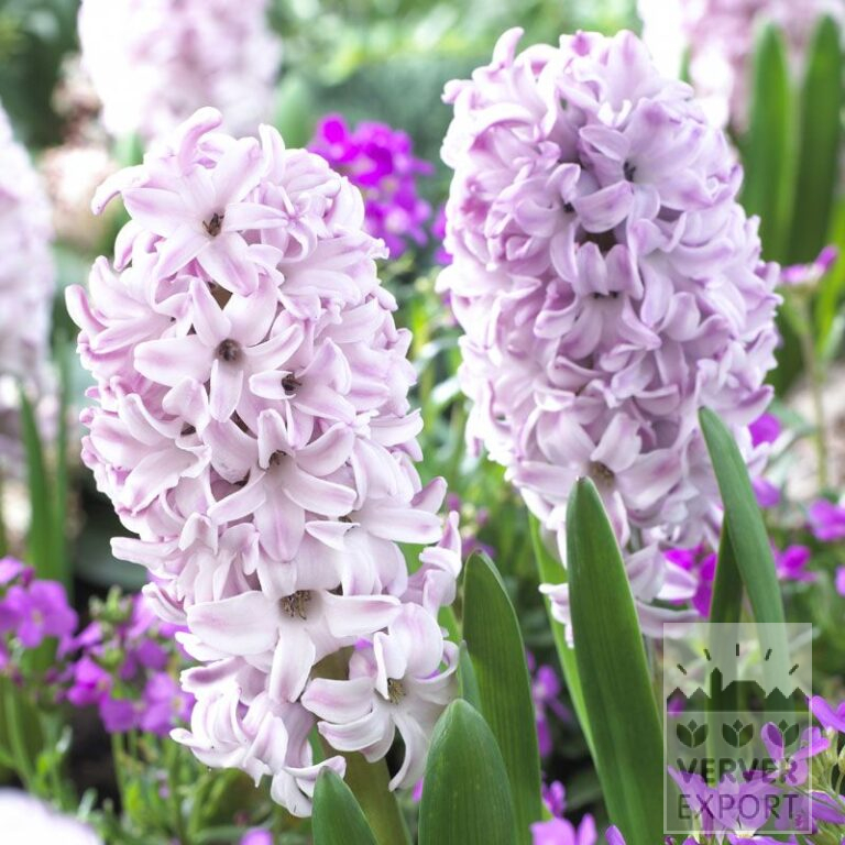 Hyacinten 'Splendid Cornelia' (13046)