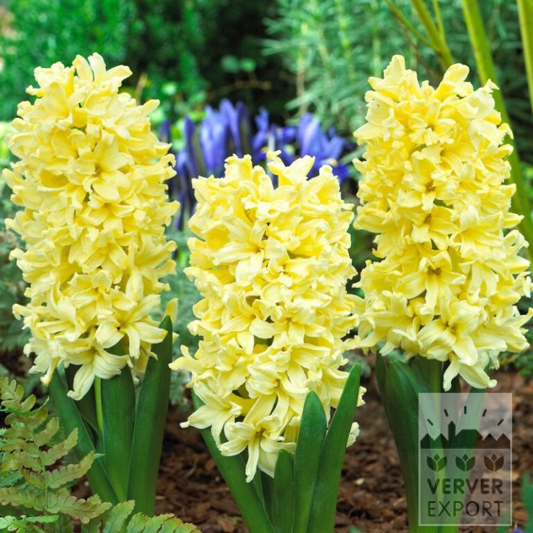 Hyacinten 'Yellow Queen' (13054)