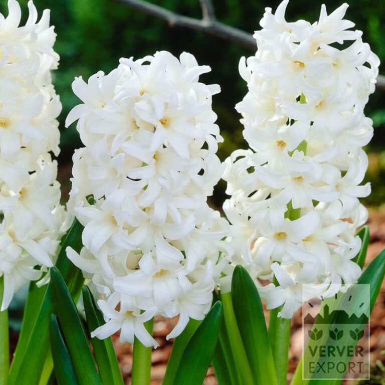 Hyacinten 'Pallas' (13055)