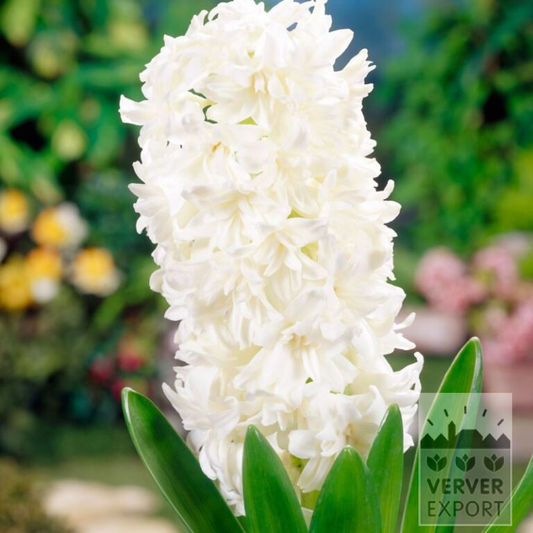Hyacinten 'White Fleur' (13056)