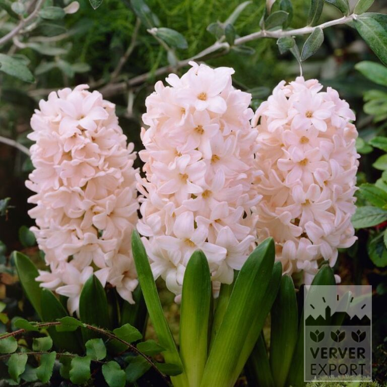 Hyacinten 'China Pink' (13060)