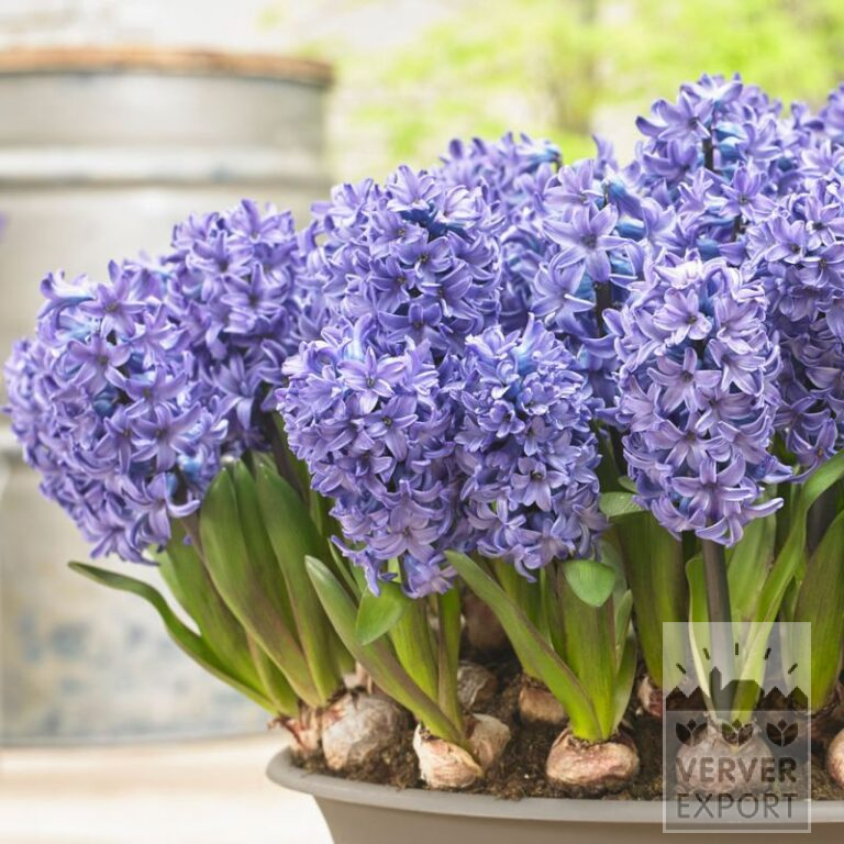 Hyacinten 'Blue Star' - geprepareerd (13062)