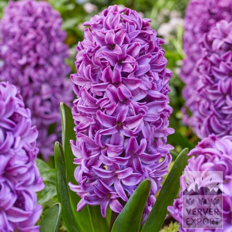 Hyacinten 'Purple Dream' (13064)