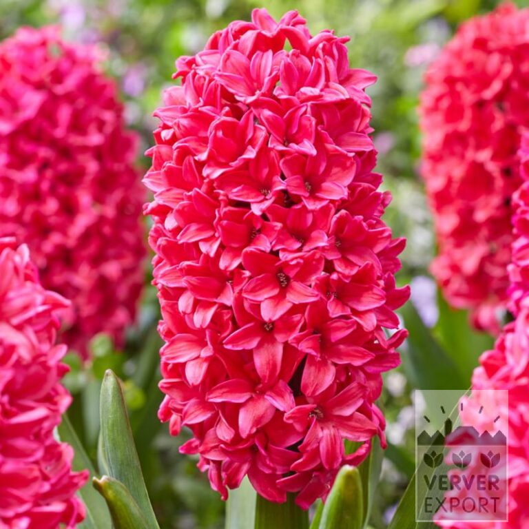 Hyacinten 'Amore' (13065)