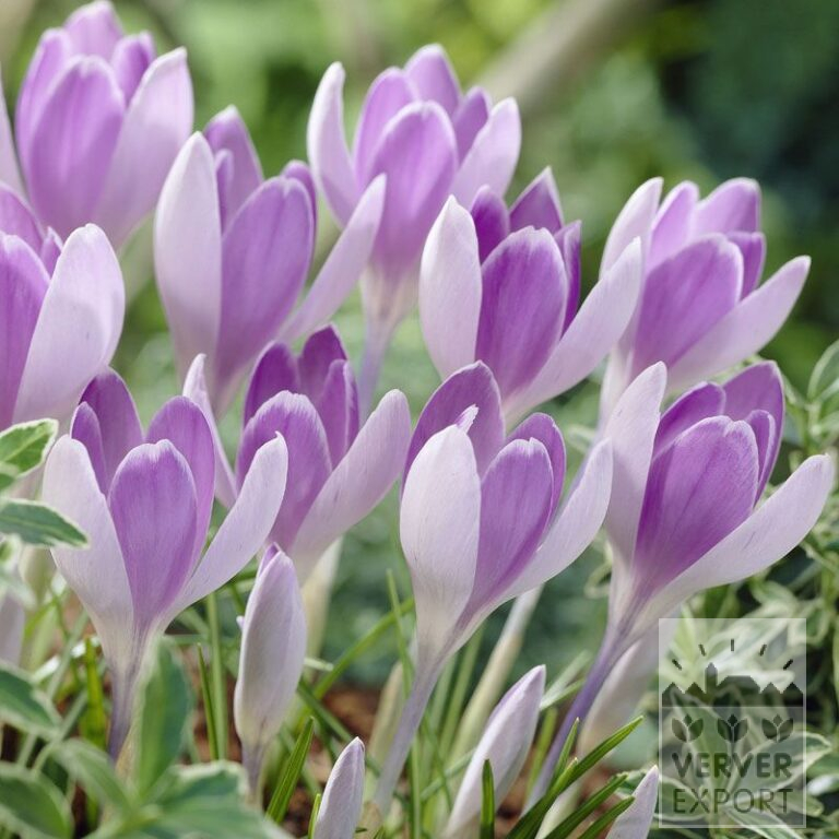 Krokus 'Vanguard' (14004)