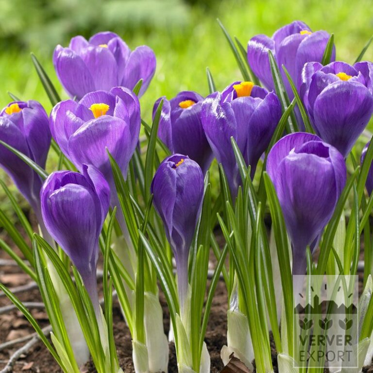 Krokus 'Remembrance' (14006)