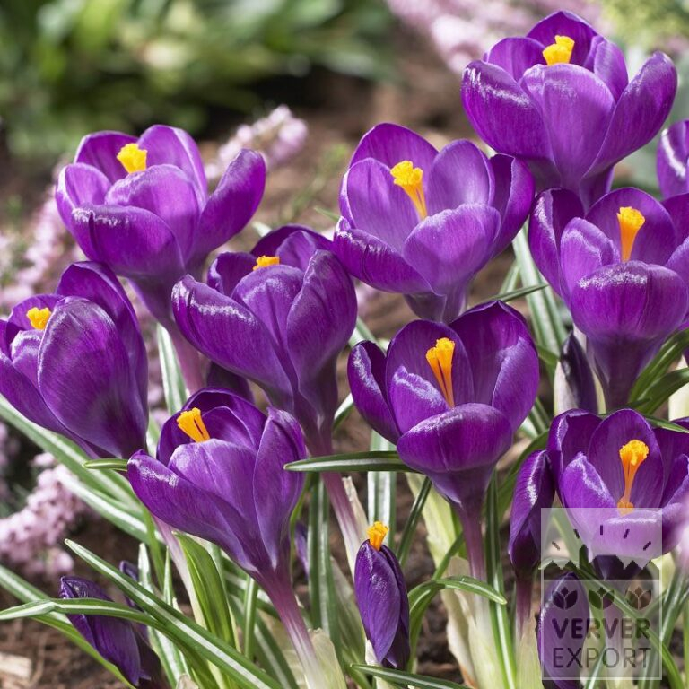 Krokus 'Flower Record' (14007)