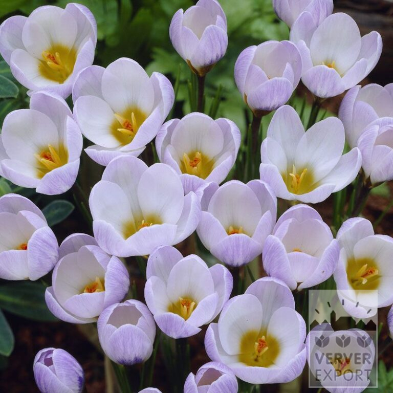 Krokus chrysanthus 'Blue Pearl' (14012)