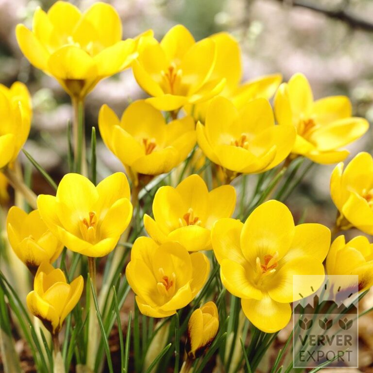 Krokus chrysanthus 'Goldilocks' (14014)