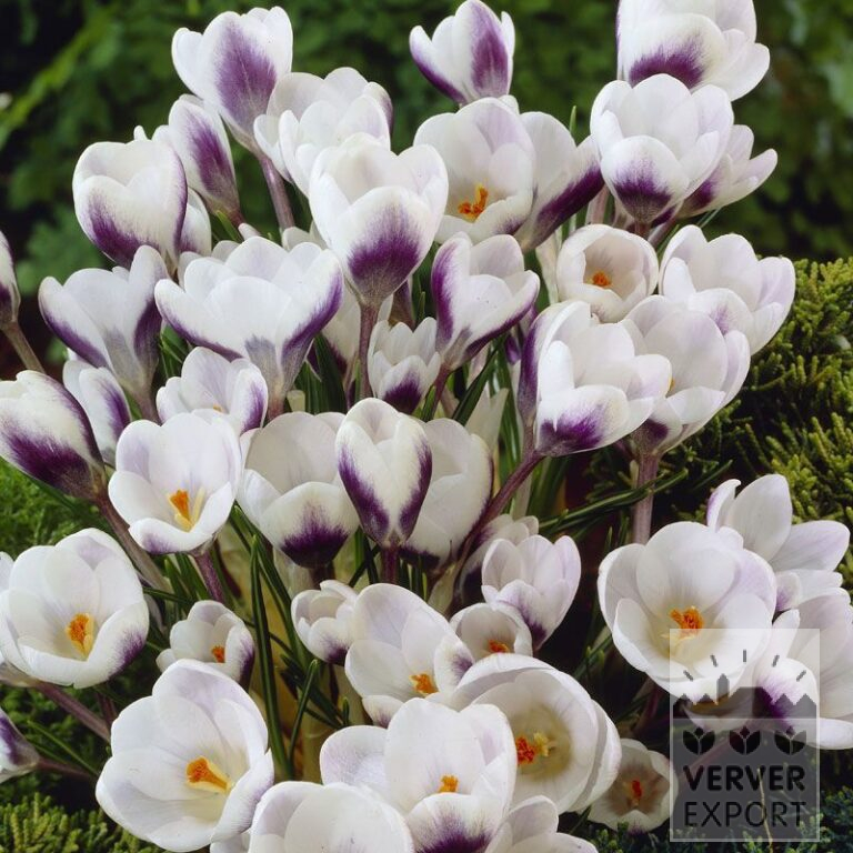 Krokus chrysanthus 'Prince Claus' (14016)