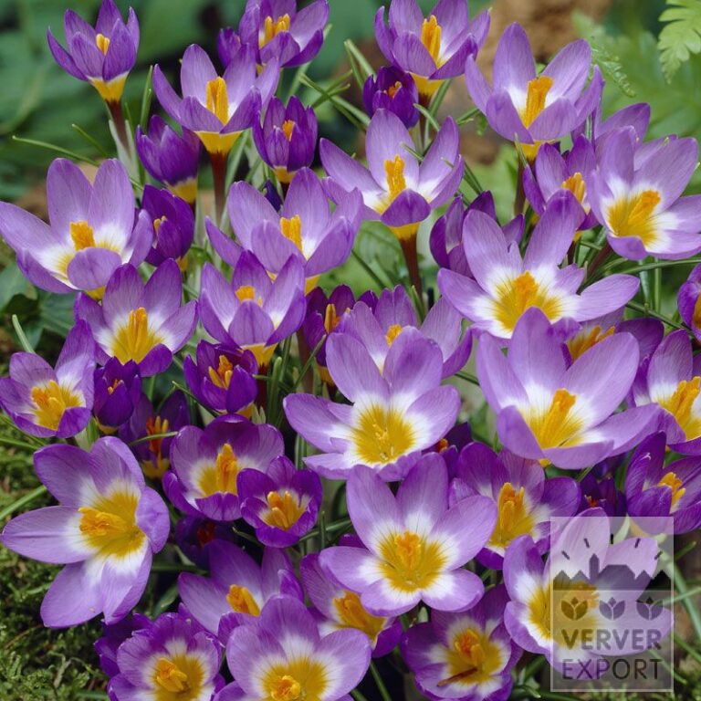 Krokus sieberi 'Tricolor' (14020)